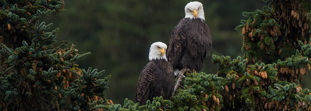 close up view of two bald eagles on a trees branch in haines, alaska 