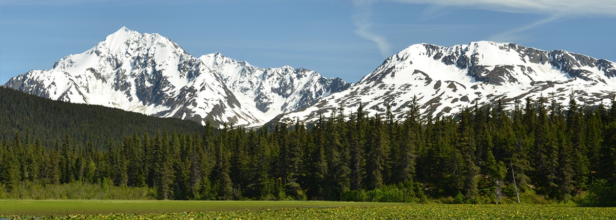view of the tall trees growing on a large green field and the mountains covered in snow