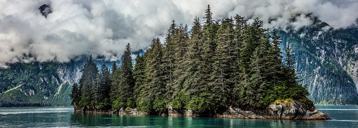 tall trees growing in a small piece of land in the middle of a body of water
